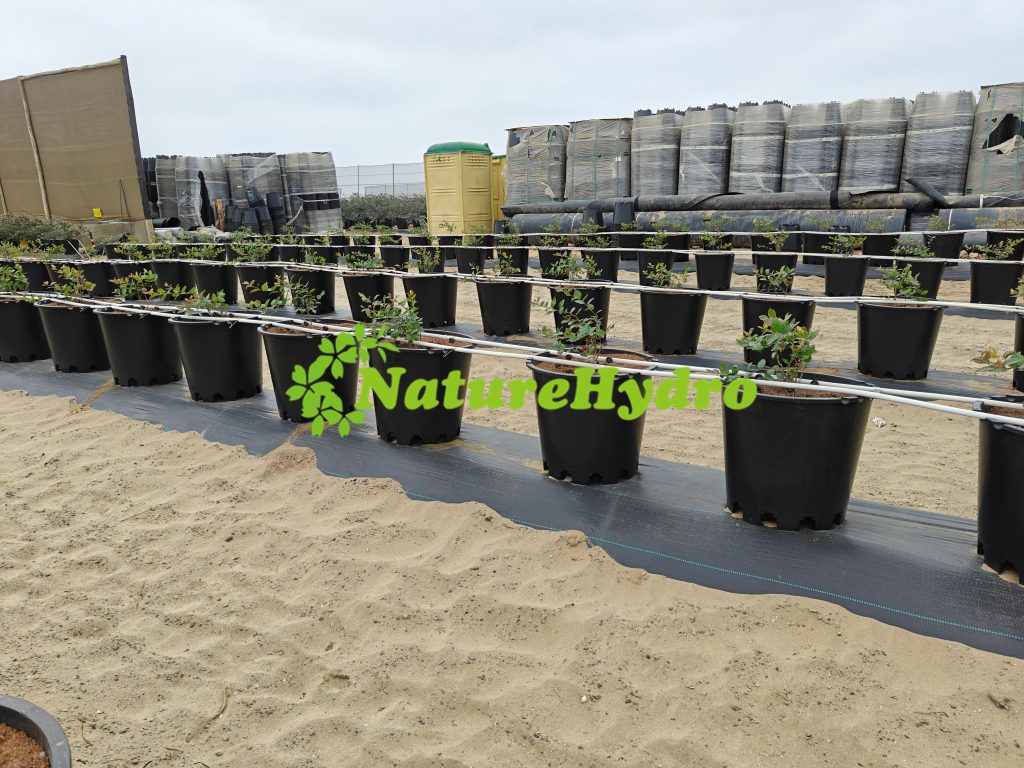 grow blueberry in container